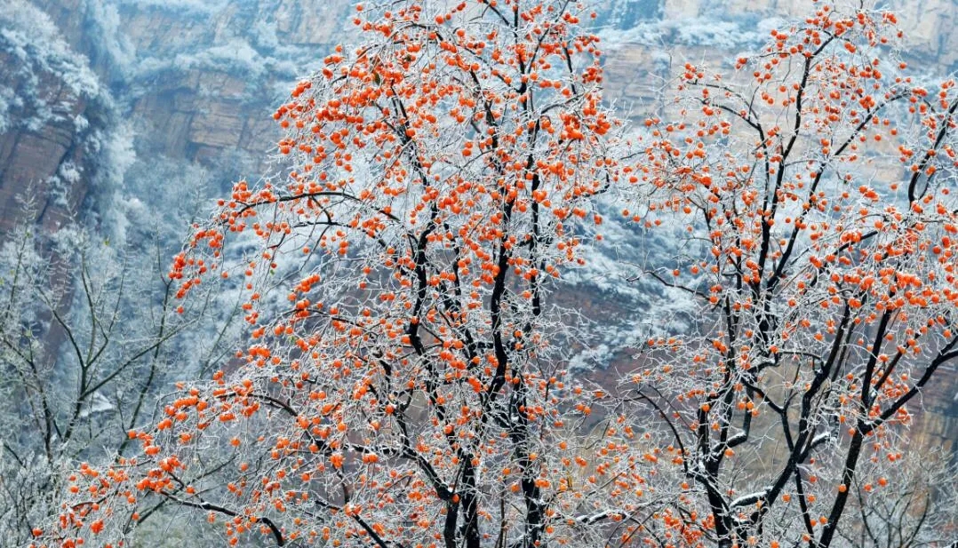 下雪了，太行大峡谷开启“2020年冬季雪景模式”，快来这幅水墨画里走一走！